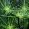 ACEITES SAGRADOS EGIPCIOS
